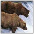 Katmai National Park