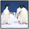 Antarctica Peninsula